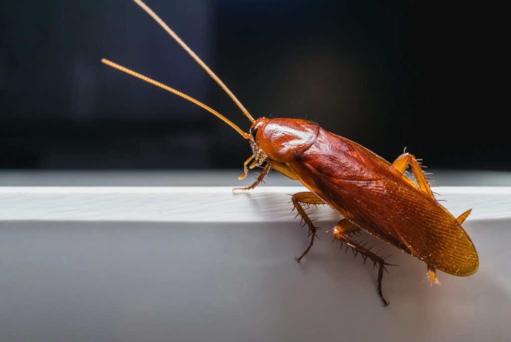 cockroaches smarter home and yard