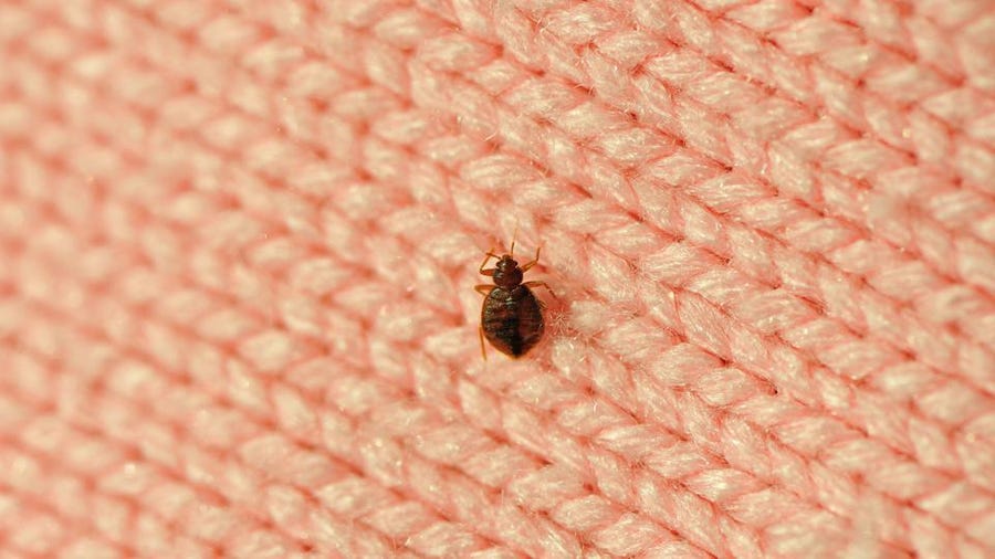 bed bugs smarter home and yard
