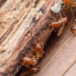 termites signs of a termite infestation