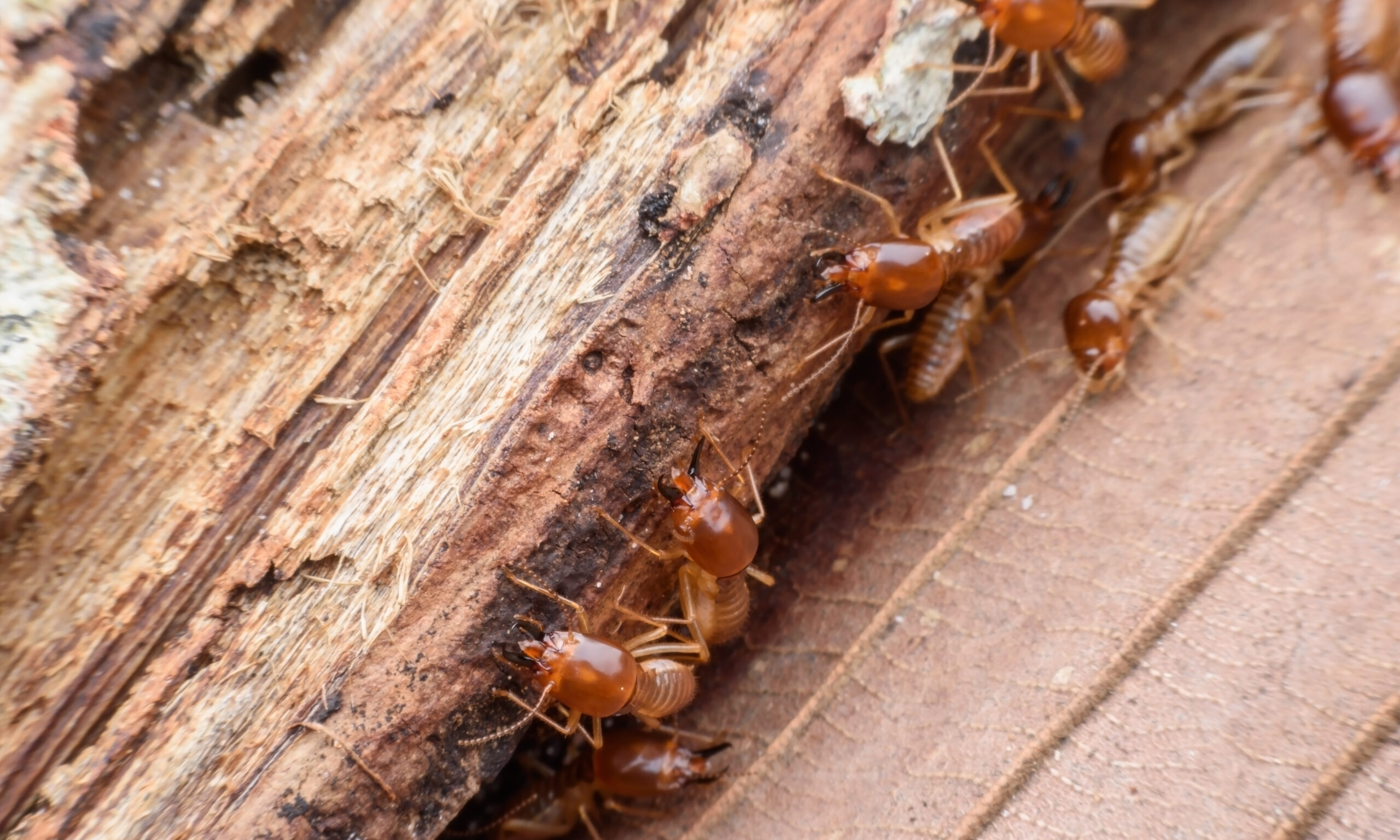 termites signs of a termite infestation