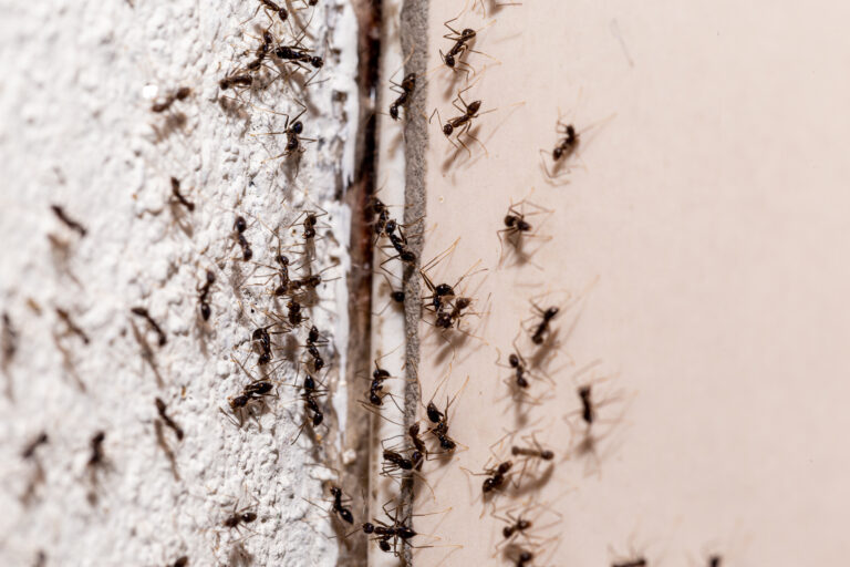 Ants Most Common pest issues in March