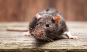 Identifying A Rodent Problem In Your Home smarter home and yard