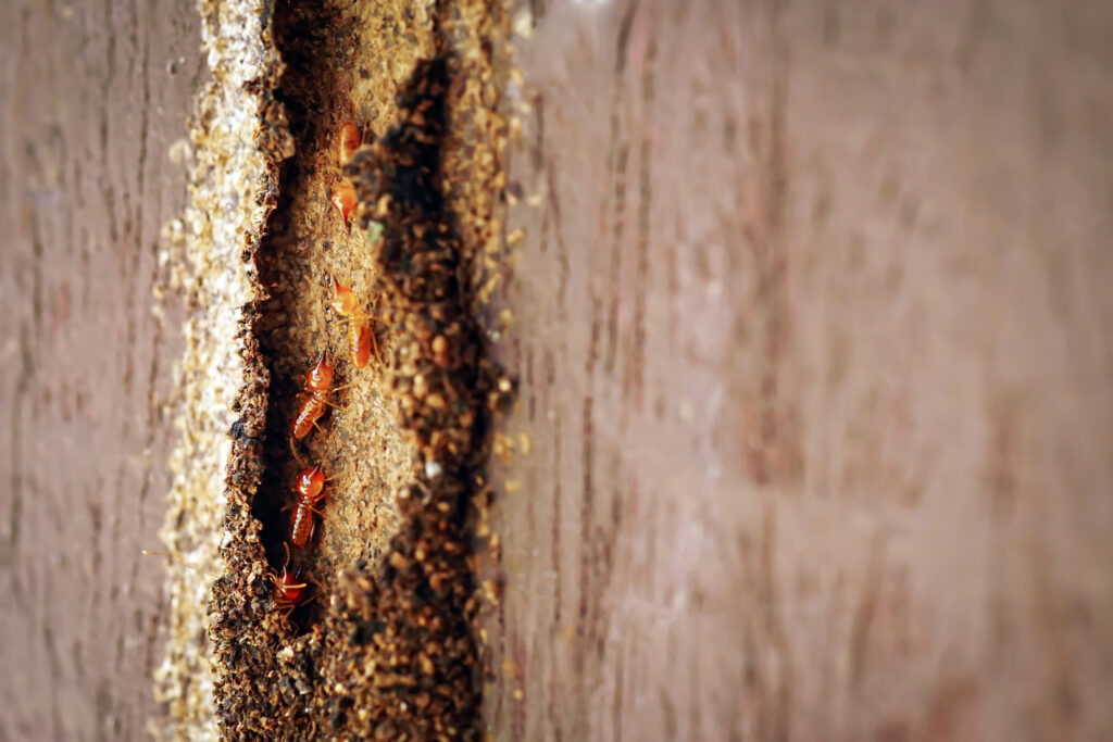 Signs of a Termite Infestation mud tubes