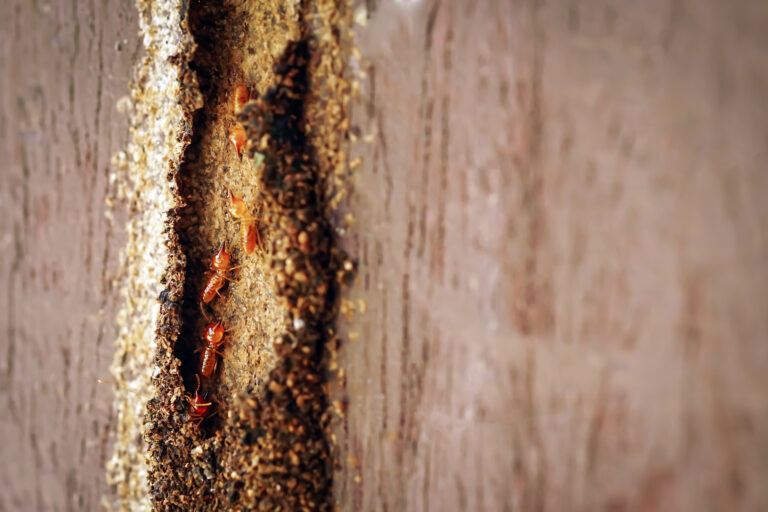 Signs of a Termite Infestation mud tubes