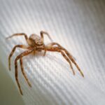 smarter home and yard common pests spiders