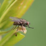 smarter home and yard common pests flies