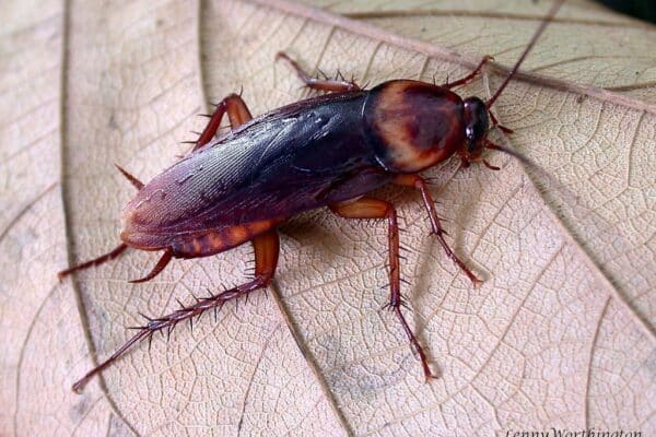 american cockroach