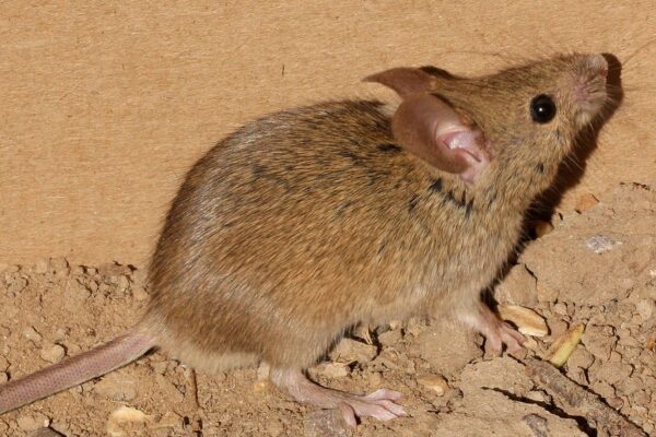 house mouse